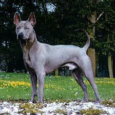 Thai Ridgeback Dog